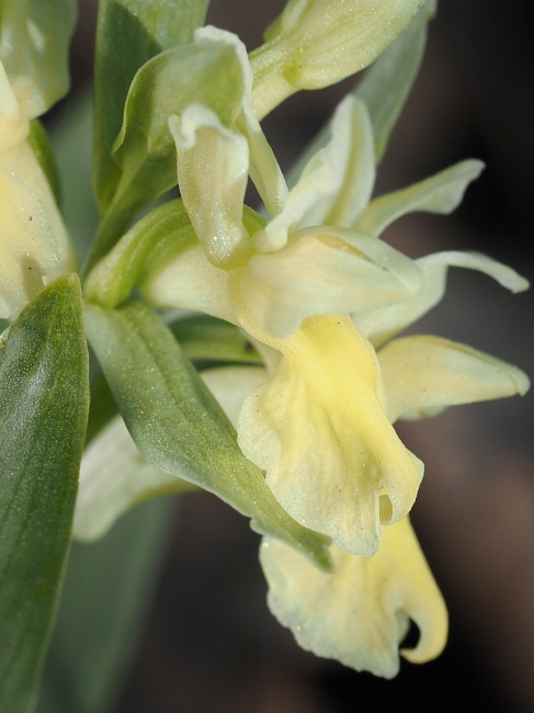 Přírodní park Baba, prstnatec bezový