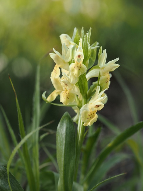 Přírodní park Baba, prstnatec bezový