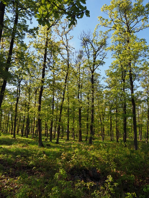 Přírodní park Baba, prstnatec bezový