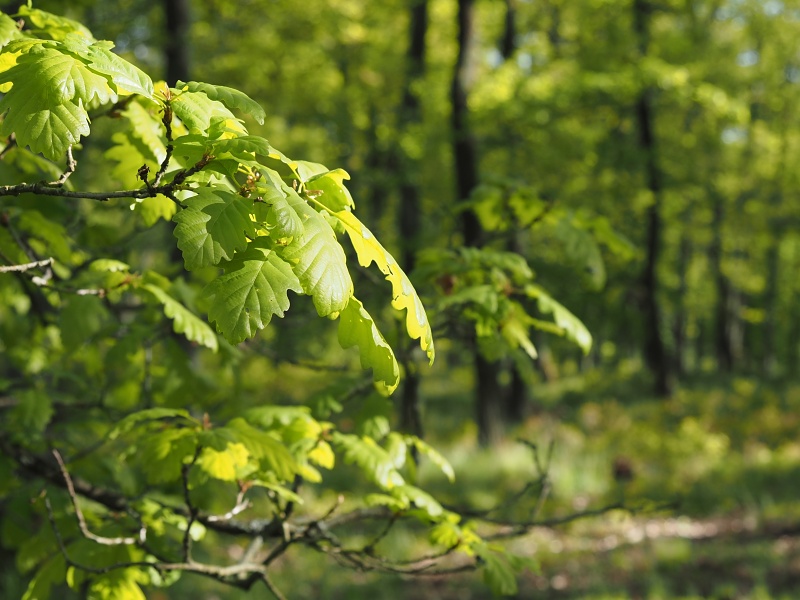 Přírodní park Baba, prstnatec bezový