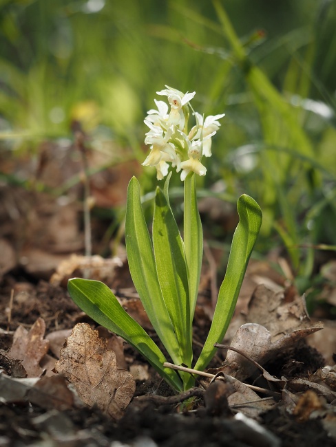 Přírodní park Baba, prstnatec bezový
