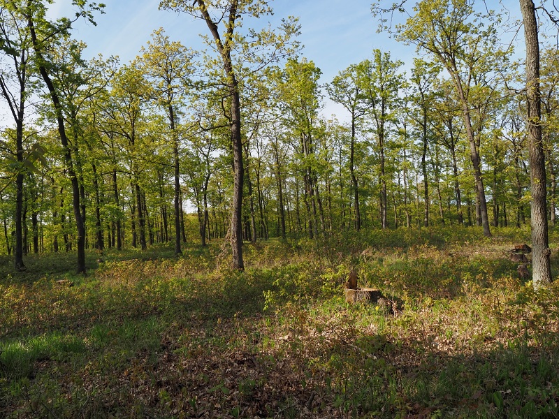 Přírodní park Baba, prstnatec bezový