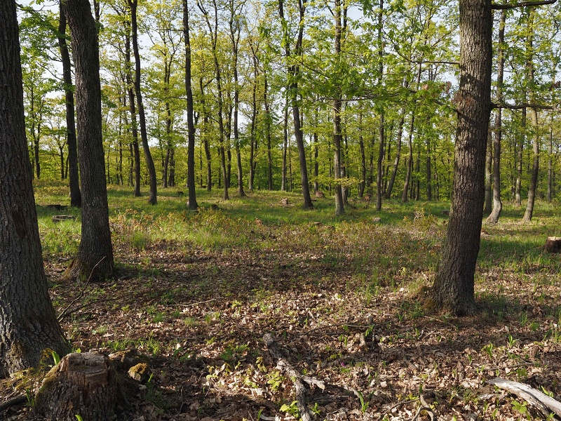 Přírodní park Baba, prstnatec bezový