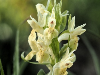 Přírodní park Baba, prstnatec bezový