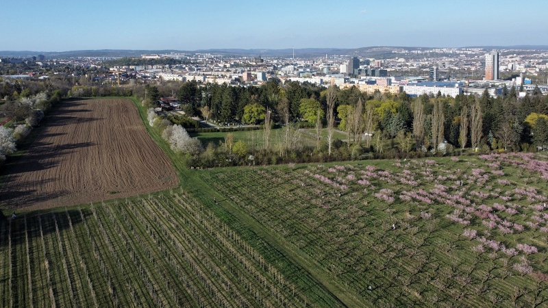 Sady Starý Lískovec, broskvoňový sad v Bohunicích