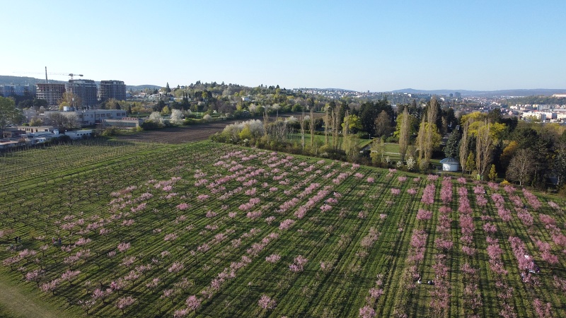 Sady Starý Lískovec, broskvoňový sad v Bohunicích