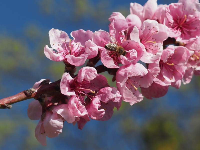Sady Starý Lískovec, broskvoňový sad v Bohunicích