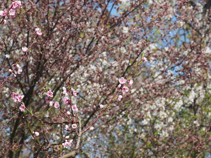 Sady Starý Lískovec, broskvoňový sad v Bohunicích