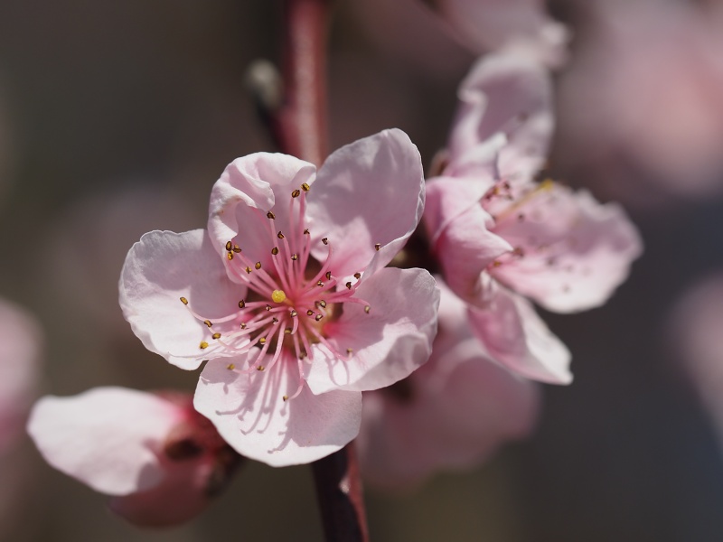 Sady Starý Lískovec, broskvoňový sad v Bohunicích