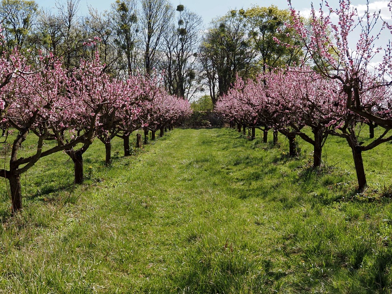 Sady Starý Lískovec, broskvoňový sad v Bohunicích