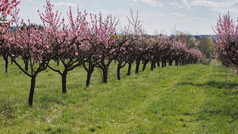 Sady Starý Lískovec, broskvoňový sad v Bohunicích