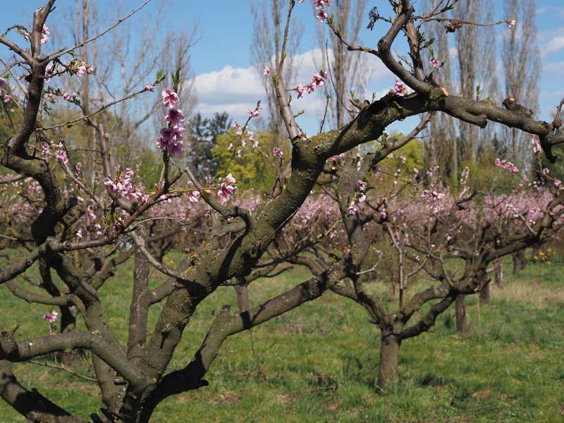 Sady Starý Lískovec, broskvoňový sad v Bohunicích