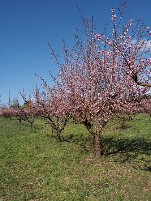 Sady Starý Lískovec, broskvoňový sad v Bohunicích