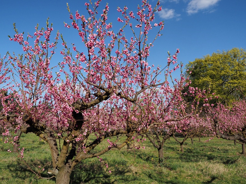 Sady Starý Lískovec, broskvoňový sad v Bohunicích