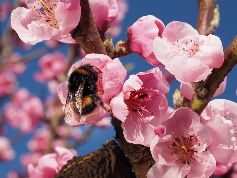 Sady Starý Lískovec, broskvoňový sad v Bohunicích