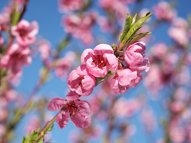 Sady Starý Lískovec, broskvoňový sad v Bohunicích