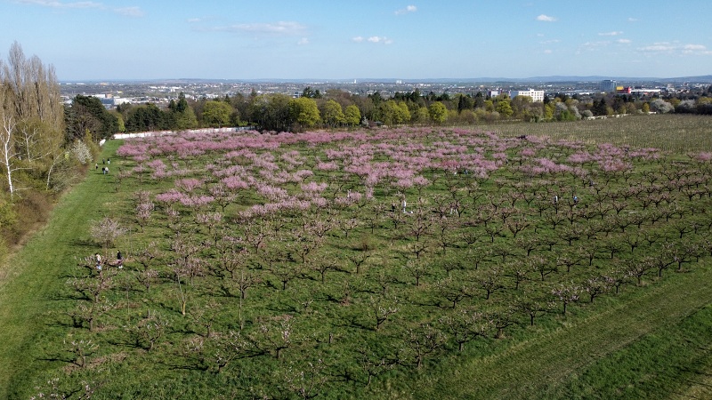 Sady Starý Lískovec, broskvoňový sad v Bohunicích