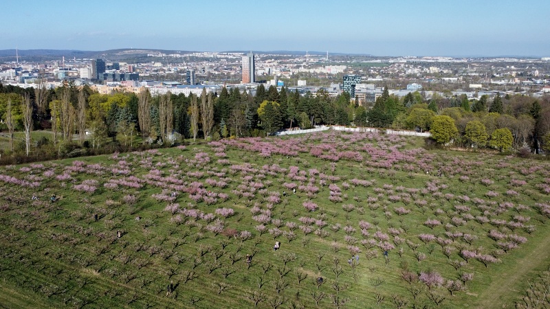 Sady Starý Lískovec, broskvoňový sad v Bohunicích