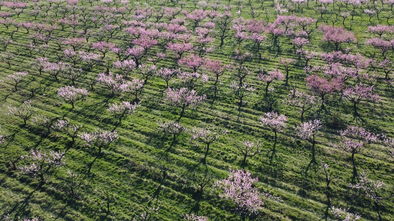 Sady Starý Lískovec, broskvoňový sad v Bohunicích