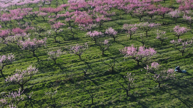 Sady Starý Lískovec, broskvoňový sad v Bohunicích