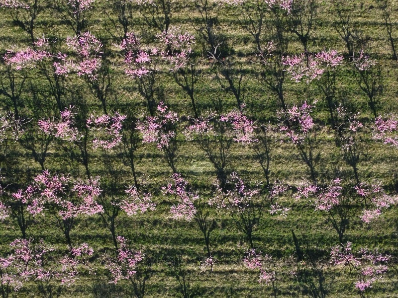 Sady Starý Lískovec, broskvoňový sad v Bohunicích