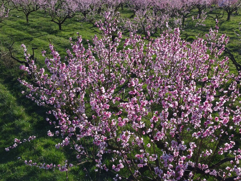 Sady Starý Lískovec, broskvoňový sad v Bohunicích