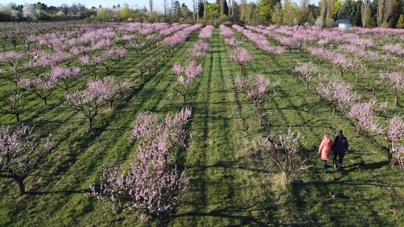 Sady Starý Lískovec, broskvoňový sad v Bohunicích