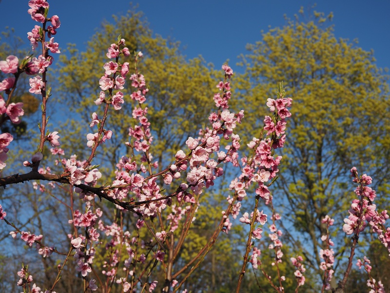 Sady Starý Lískovec, broskvoňový sad v Bohunicích