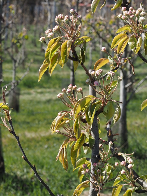 Sady Starý Lískovec, broskvoňový sad v Bohunicích