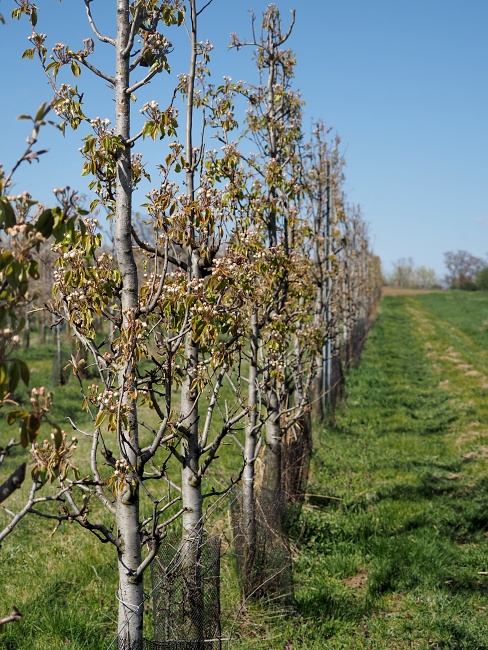 Sady Starý Lískovec, broskvoňový sad v Bohunicích