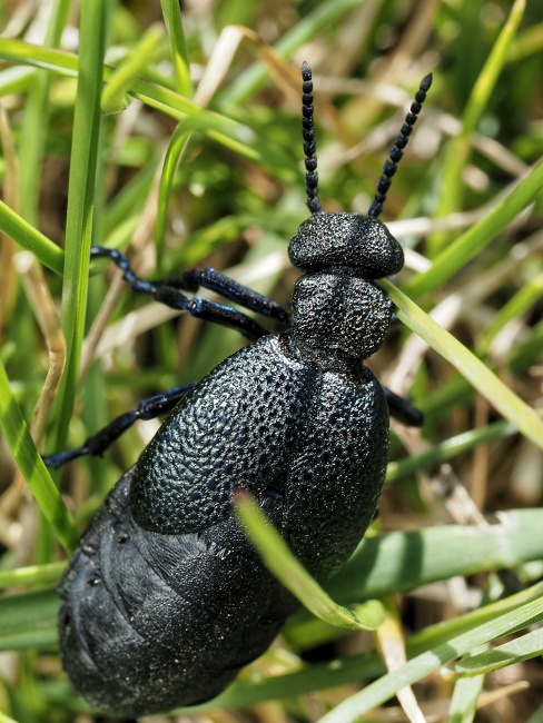 Sady Starý Lískovec, broskvoňový sad v Bohunicích