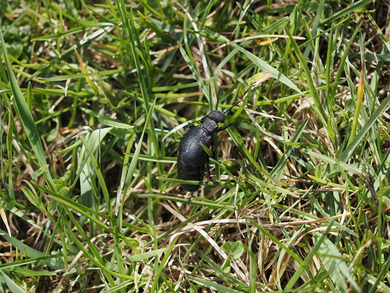 Sady Starý Lískovec, broskvoňový sad v Bohunicích