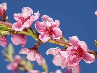 broskvoňový sad v Bohunicích