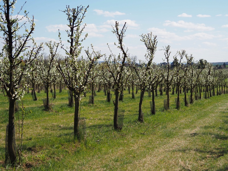 Sady Starý Lískovec, broskvoňový sad v Bohunicích
