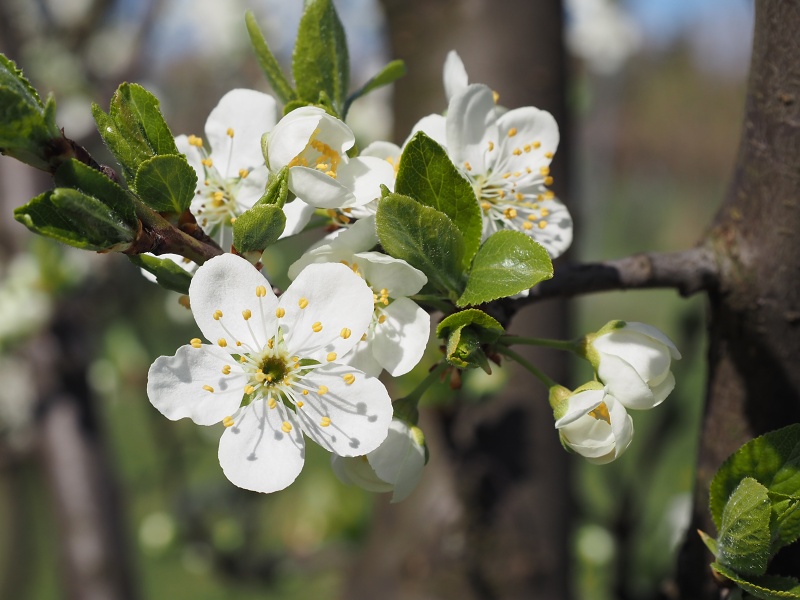 Sady Starý Lískovec, broskvoňový sad v Bohunicích