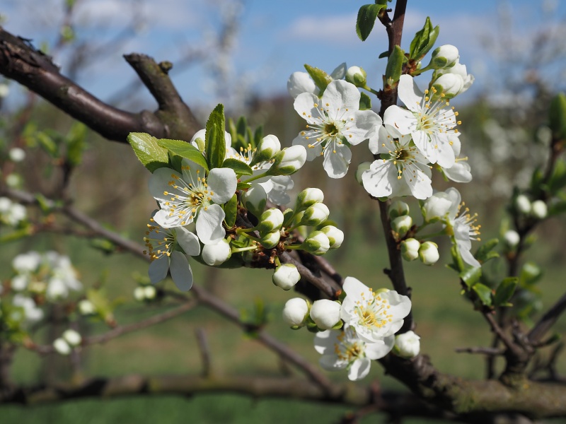 Sady Starý Lískovec, broskvoňový sad v Bohunicích
