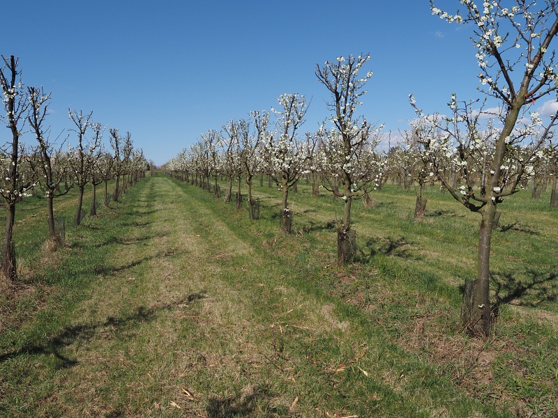 Sady Starý Lískovec, broskvoňový sad v Bohunicích