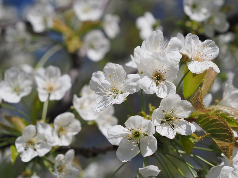 Sady Starý Lískovec, broskvoňový sad v Bohunicích