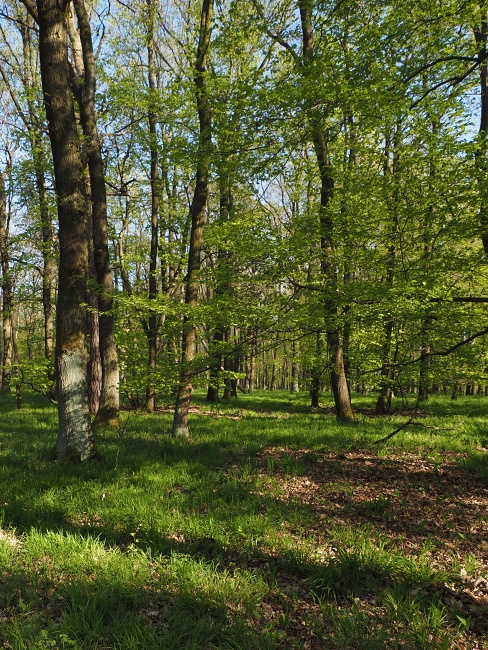 Přední kout