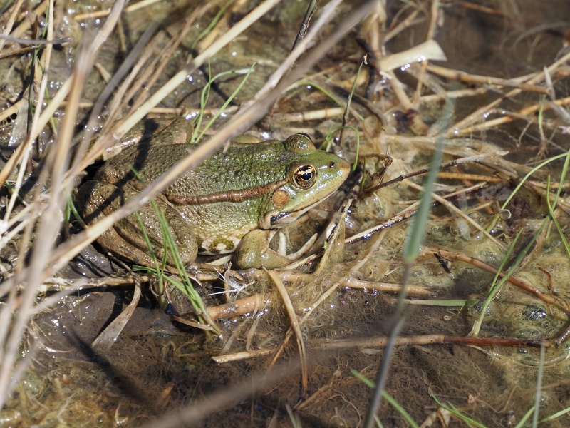 Kobylí, biocentrum ostrůvek