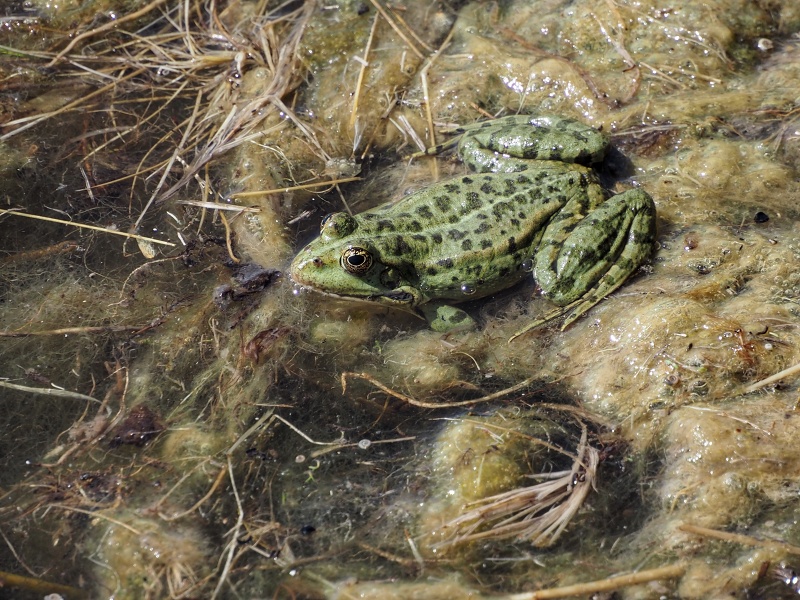 Kobylí, biocentrum ostrůvek