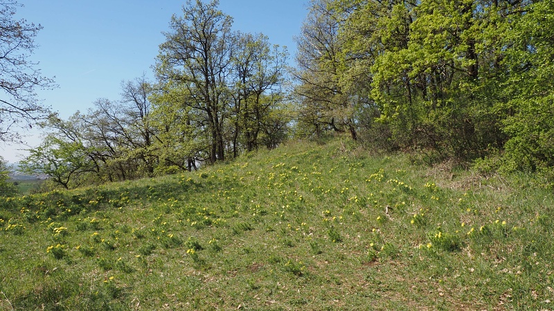 Zázmoníky