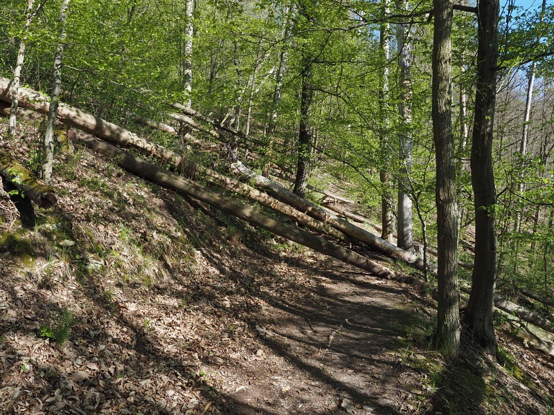 Oslava