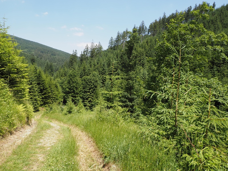 Skurečena