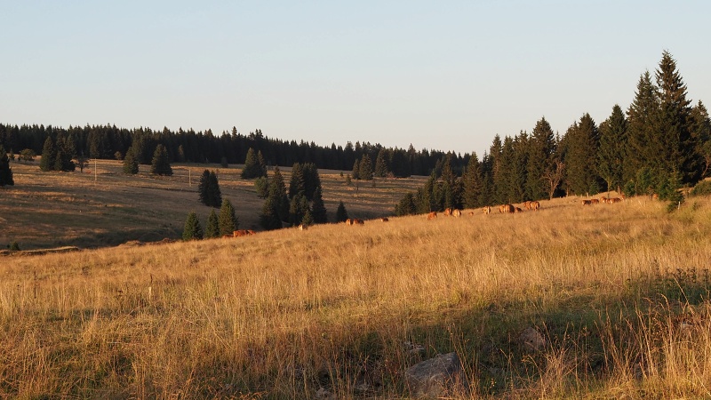 Přebuz