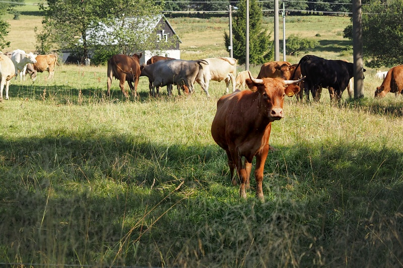 Kostelní