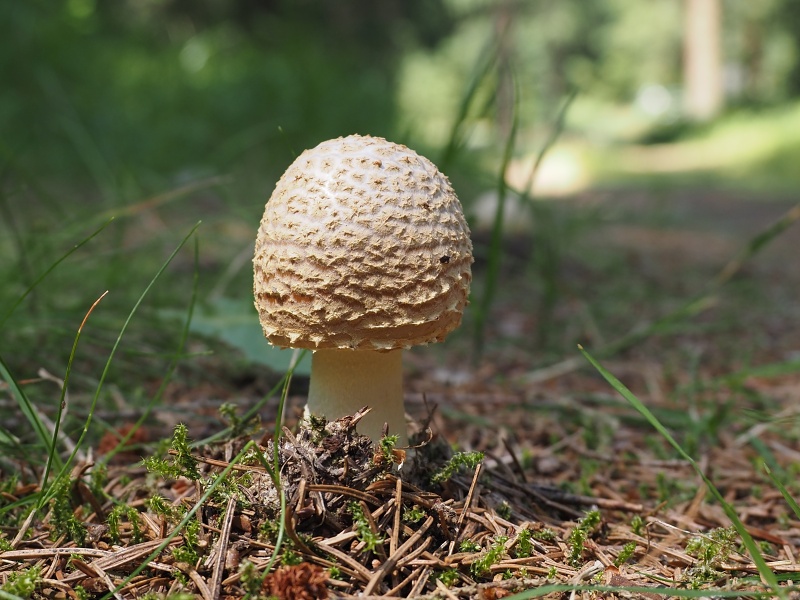 mezi Čihadlem a Vlčí horou