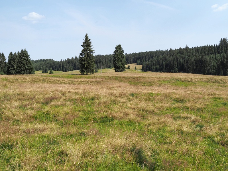 Jelení
