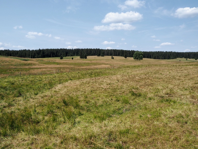 Jelení