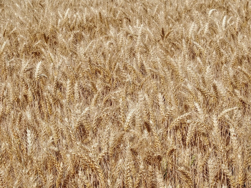 Bystřice n/P
